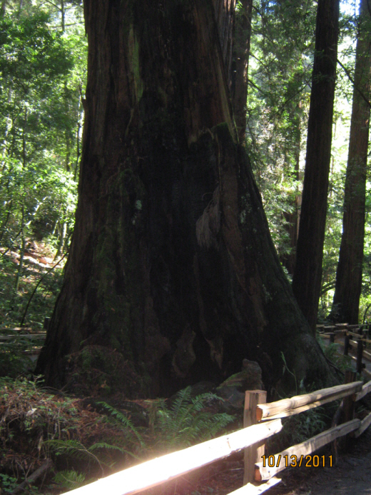 Photo Editor_111013o Muir Wood.JPG : San Francisco Trip (1) The Muir Woods Park