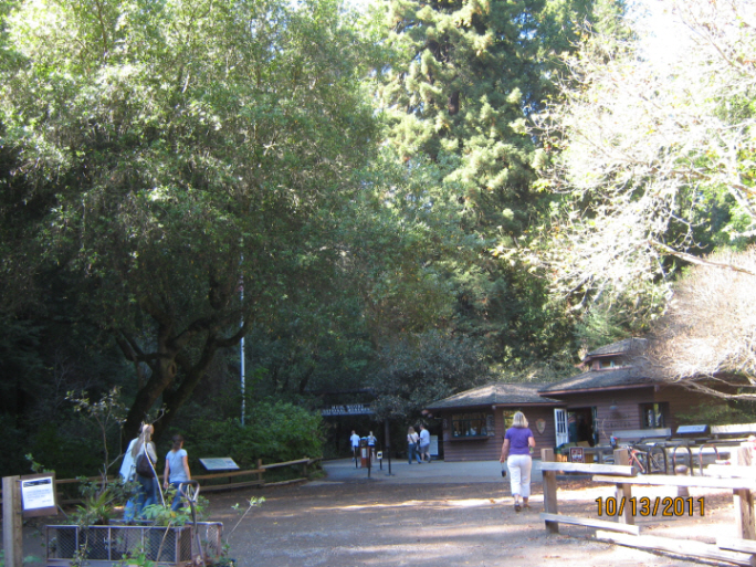 Photo Editor_111013s Muir Wood.JPG : San Francisco Trip (1) The Muir Woods Park