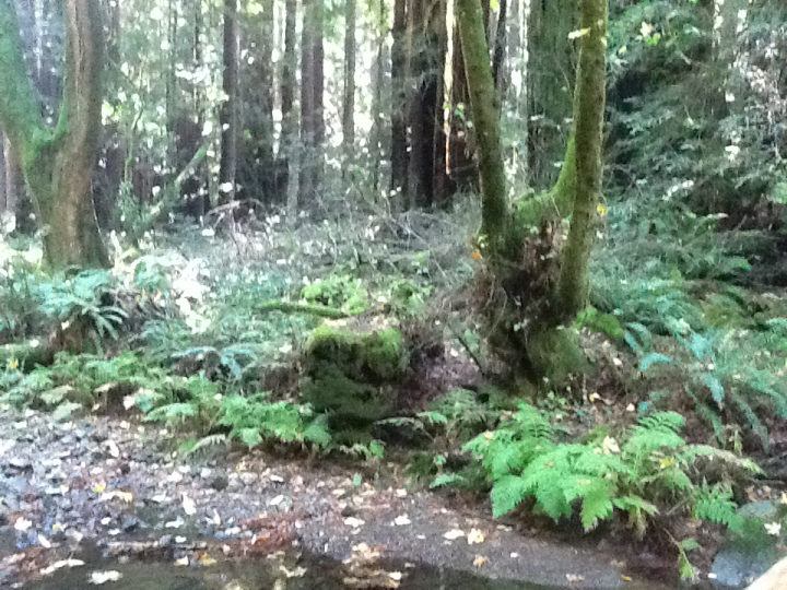Photo Editor_482.JPG : San Francisco Trip (1) The Muir Woods Park