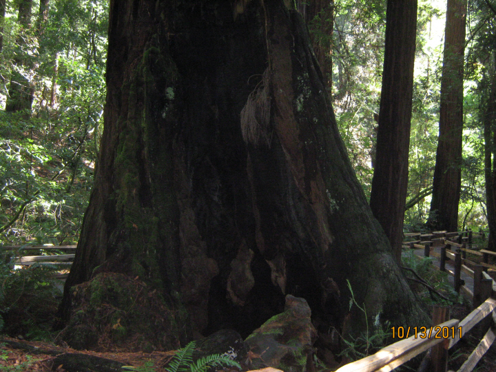 Photo Editor_111013p Muir Wood.JPG : San Francisco Trip (1) The Muir Woods Park