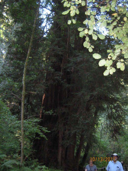 Photo Editor_111013e Muir Wood.JPG : San Francisco Trip (1) The Muir Woods Park