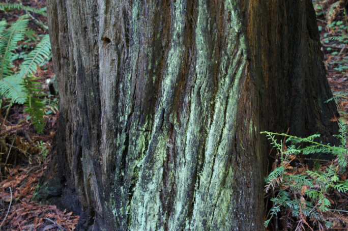 Photo Editor_111013aa Muir Wood.JPG : San Francisco Trip (1) The Muir Woods Park
