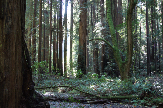 Photo Editor_111013ii Muir Wood.JPG : San Francisco Trip (1) The Muir Woods Park