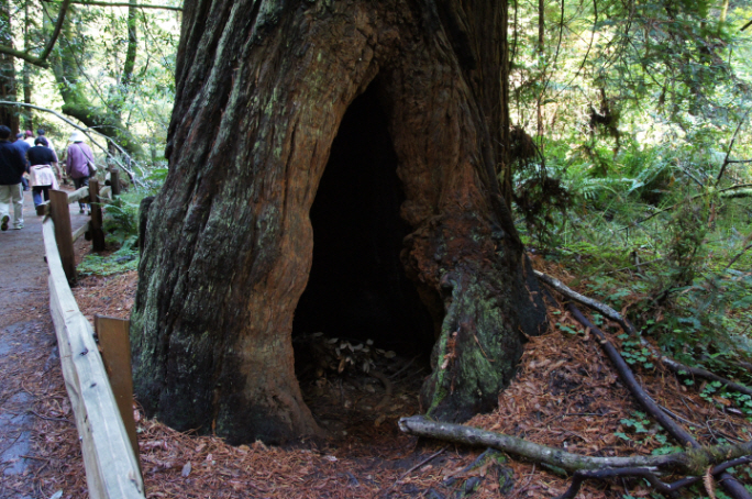 Photo Editor_111013ll Muir Wood.JPG : San Francisco Trip (1) The Muir Woods Park