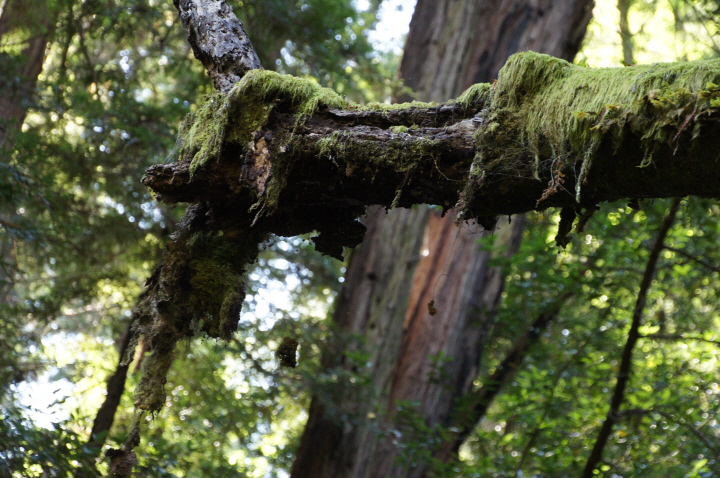 Photo Editor_111013tt Muir Wood.JPG : San Francisco Trip (1) The Muir Woods Park