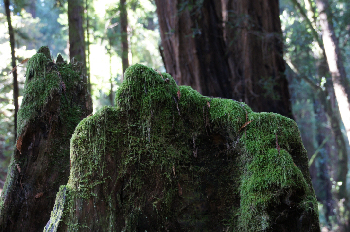 Photo Editor_111013ww Muir Wood.JPG : San Francisco Trip (1) The Muir Woods Park
