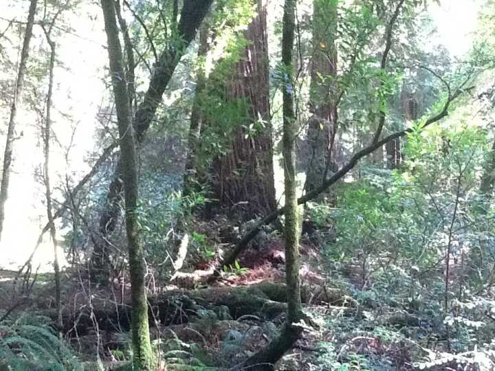 Photo Editor_466.JPG : San Francisco Trip (1) The Muir Woods Park