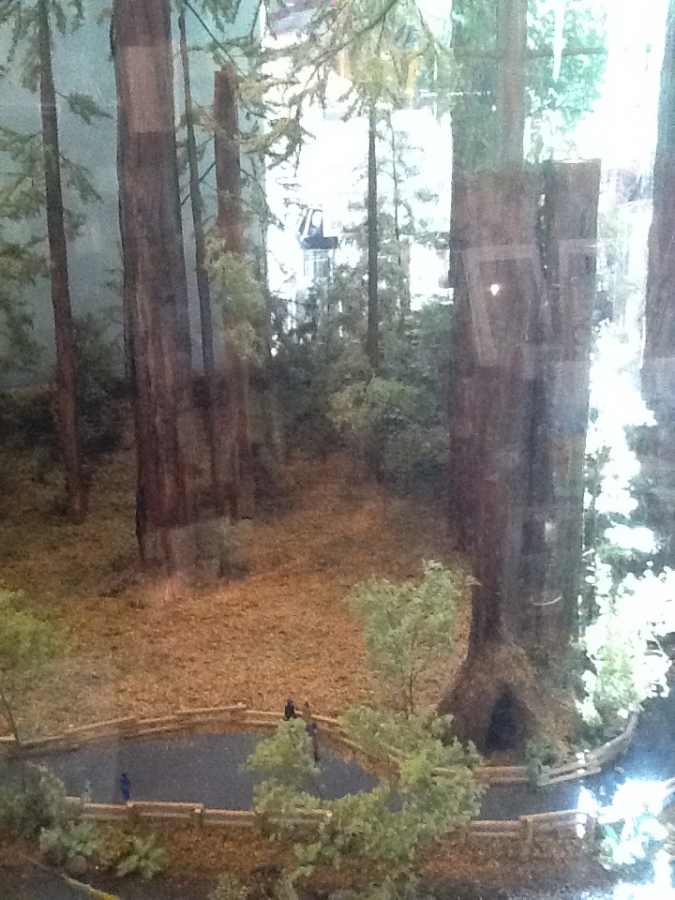 Photo Editor_449.JPG : San Francisco Trip (1) The Muir Woods Park