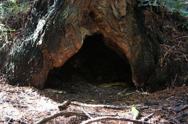 Photo Editor_111013oo Muir Wood.JPG : San Francisco Trip (1) The Muir Woods Park