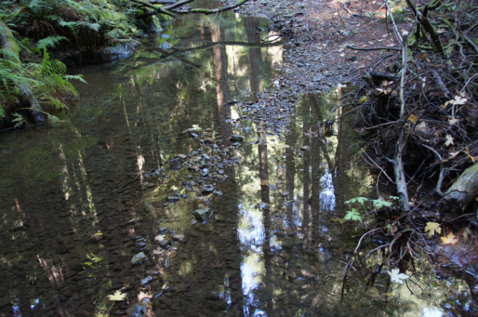 Photo Editor_111013pp Muir Wood.JPG : San Francisco Trip (1) The Muir Woods Park
