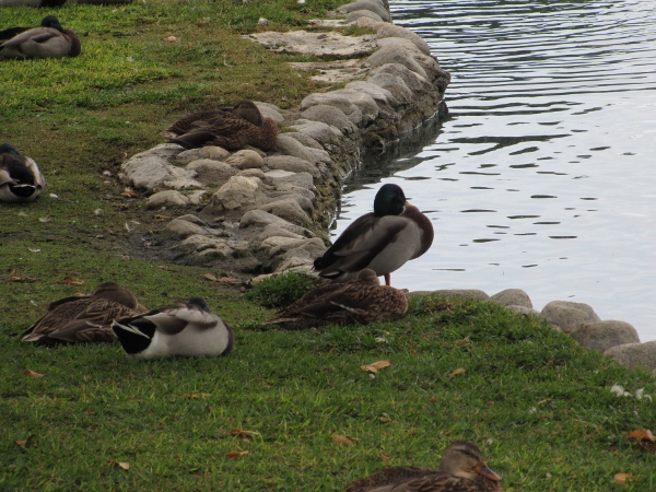 IMG_1471 (600x450).jpg : Oct 11, 2012 Irvine, CA