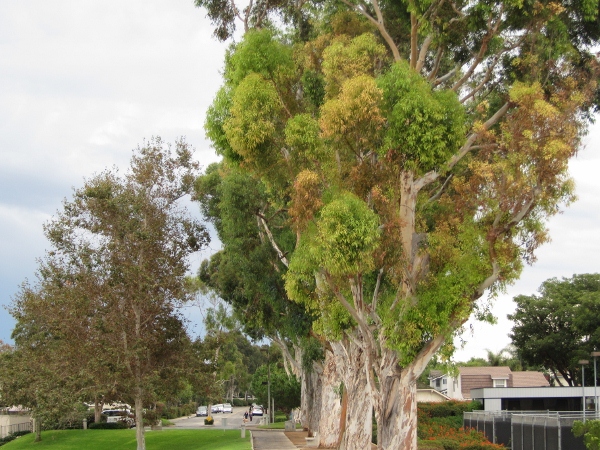IMG_1449 (600x450).jpg : Oct 11, 2012 Irvine, CA