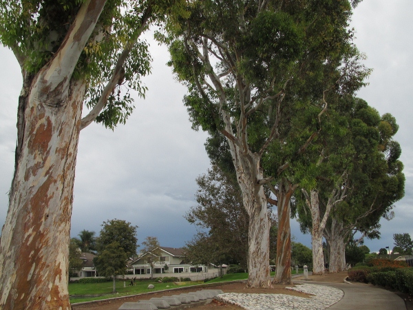 IMG_1450 (600x450).jpg : Oct 11, 2012 Irvine, CA